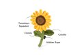 Blooming Buddies - Sassy Sunflower