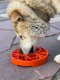 Yin Yang Design Shallow eTray Enrichment Slow Feeder Tray for Dogs Orange