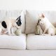 WHOLESALE BUTTERNUT//ENRICHMENT DOG TOY S
