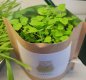Garden in a Bag | Catnip | Great Christmas Gift idea