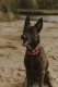 Burnt Orange Premium Dog Collar Medium