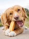 Blueberry Yak Milk Chews - Large Sized 1 Count