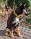 Soft-Touch Waterproof Dog Collar (Small, Medium, Large Dogs) Brown