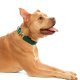 Forest Green Velvet Holiday Day Dog Collar L Gold