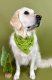 Grinch Dog Bandana XS