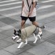 WHOLESALE SOHO//DOG CLOTHING//APPAREL Fern