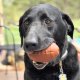 MKB Football - Chew Toy - Treat Dispenser - Large