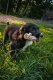 Hard Chew Nylon Antlers - Made in the USA The Antler - Ram