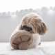 WHOLESALE GUU//OAT//NOSEWORK MUSHROOM//ENRICHMENT DOG TOY Small