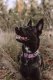Lilac Premium Dog Collar Large
