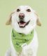 Grinch Dog Bandana XL
