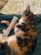 Cat nip kicker Valentines Day