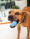 DOOG Fetchables - Fetch-N-Tug Ball & Rope Yellow