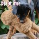 Ancol Playtime Sleepy sloth Plush Dog Toy