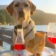 Zinfantail Fish Oil + Bone Health Dog Wine Liquid Supplement