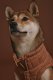 Easy Fit Jacket for Dogs Sage