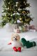 Nice & Naughty List Human & Dog Christmas Sock Set