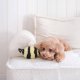 WHOLESALE BEE POP
