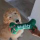 Naughty Nice Bone For Dogs SM