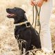 Olive Marine Rope Dog Leash 5 feet