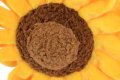Blooming Buddies - Sassy Sunflower