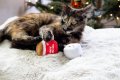 Christmas Hot Cocoa Cat Toys, Set of 2