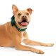 Forest Green Velvet Holiday Dog Bow Tie Standard