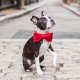 Cranberry Velvet Dog Bow Tie Large