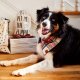 Regent Plaid Flannel Holiday Dog Bandana Medium