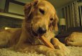 Gold Yak Dog Chews - 5 Pound Bag