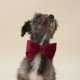 Burgundy Velvet Dog Bow Tie Standard Large