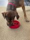 Santa Design eBowl Enrichment Slow Feeder Bowl for Dogs