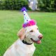 H&K Party Hat Superstar with SnugFit® LG