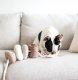 WHOLESALE BLOCS//ENRICHMENT DOG TOY // NUDE