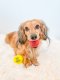 Fetch and Glow Ball Medium