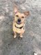 Rainbones Dog Collar Wide