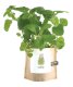 Garden in a Bag | Catnip | Great Christmas Gift idea