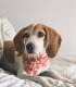 Spice Christmas Dog Bandana XS