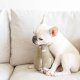 WHOLESALE BUTTERNUT//ENRICHMENT DOG TOY S