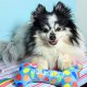 Party Time Bone Blue For Dogs LG