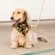 Flax Marine Rope Dog Leash Petite 5 Feet