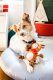 Reindeer Plush Rope Christmas Dog Toy