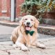Forest Green Velvet Holiday Dog Bow Tie Large
