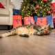 Good/Bad Kitty Stocking For Cats