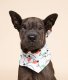 Twinkle Christmas Dog Bandana XL
