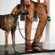 Evergreen Marine Rope Dog Leash Petite 5 Feet