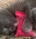 Regular Logo Catnip Pillow Catnip Toy