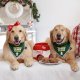Holiday Zippy Burrow - Santa's Milk and Cookies - Christmas Dog Toy