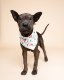 Twinkle Christmas Dog Bandana XL