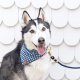 Ocean Marine Rope Dog Leash 5 Feet